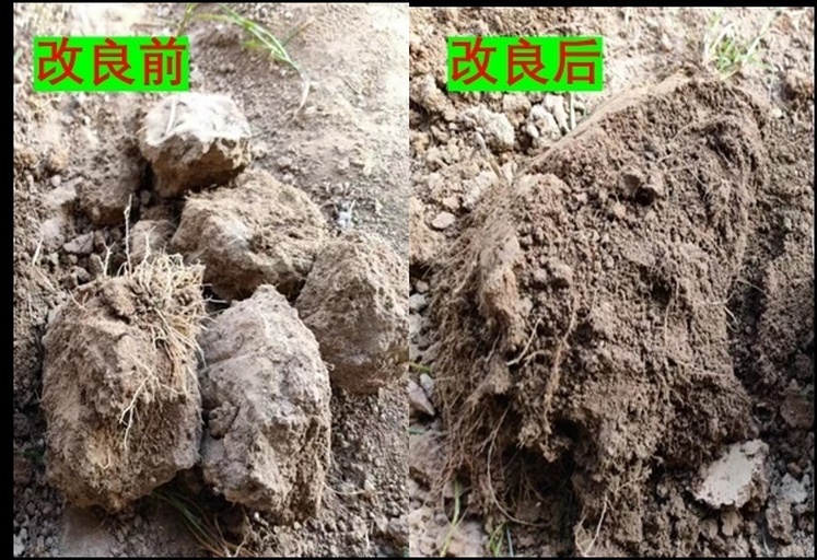 南方红壤区花生田土壤剖面与植株生长状态对比