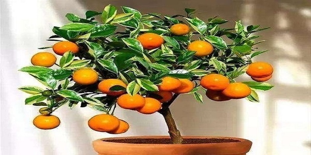 观赏柚子树庭院景观