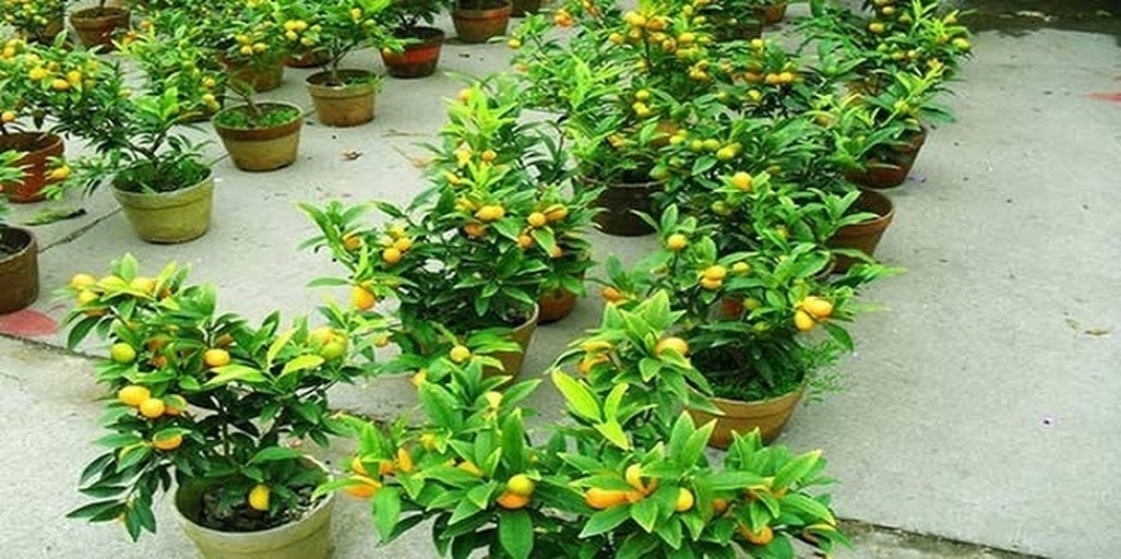 一位家庭主妇正在阳台为金桔盆栽浇水并修剪枯叶