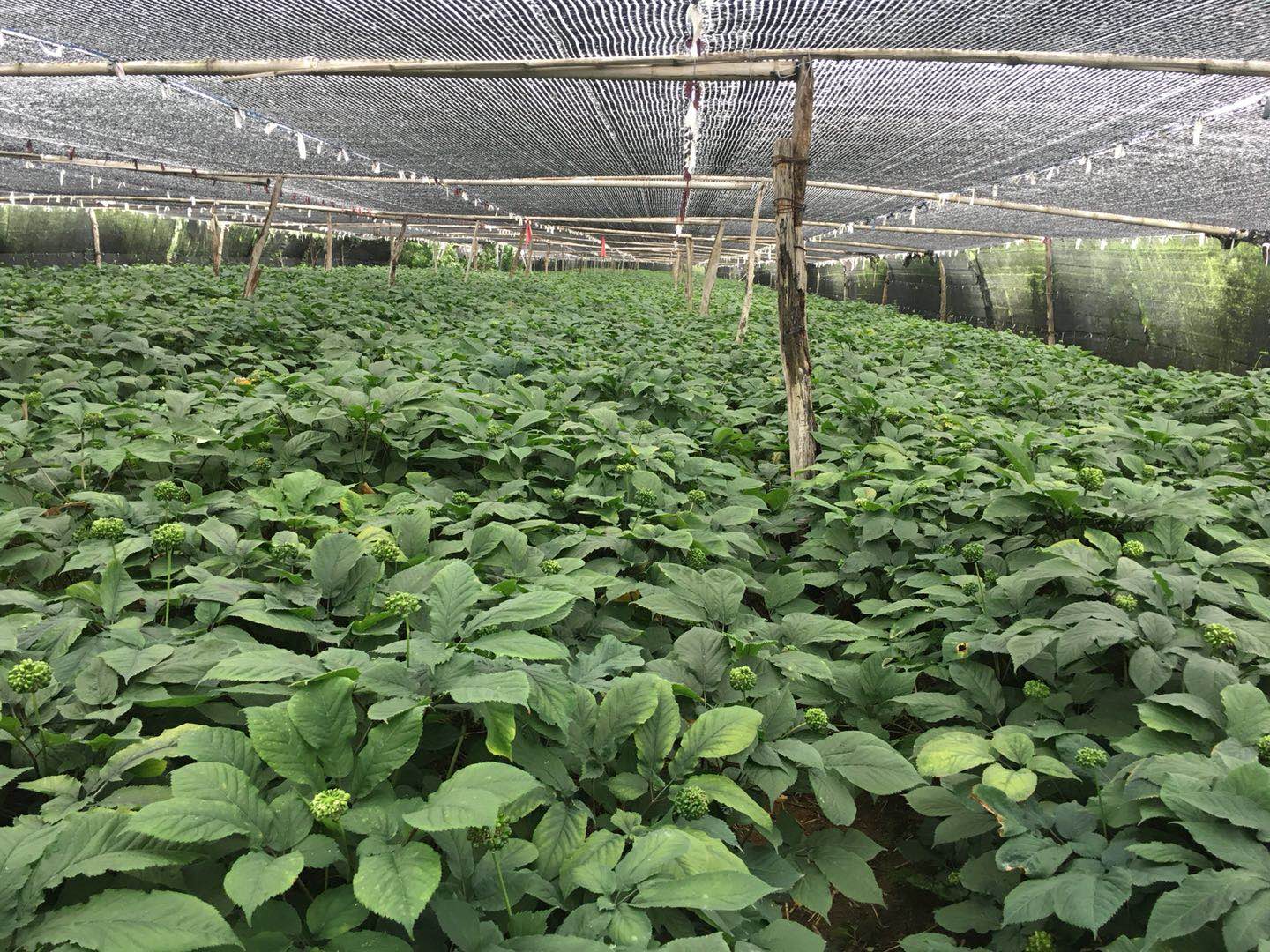 展示一处位于长白山区的西洋参种植基地,参田覆盖黑色遮阳网,土壤湿润疏松,工人正在进行日常巡查。背景可见林缘地貌,体现仿野生栽培环境特征 西洋参田间生长实景图