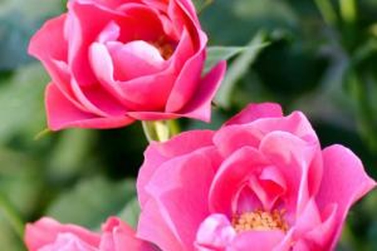 一株盛开的四季玫瑰,花朵呈粉红色,花瓣层层叠叠,中心微微卷曲,背景为绿色叶片和少量未开放的花苞,阳光柔和,整体画面清新自然 四季玫瑰盛开特写