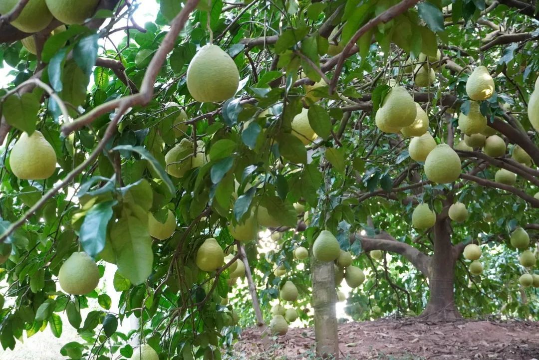 一株健康的柚子树,枝条上密集分布着深绿色的叶片,叶片呈椭圆形,叶面光滑反光,叶脉清晰可见,叶缘有细微锯齿,背景为自然阳光照射下的果园环境 柚子树整体叶片分布特写