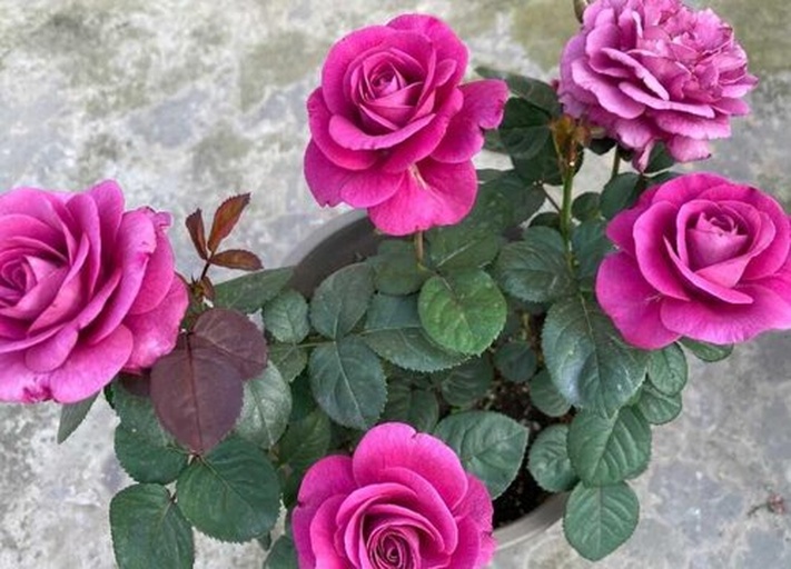 紫罗兰紫油菜植株特写