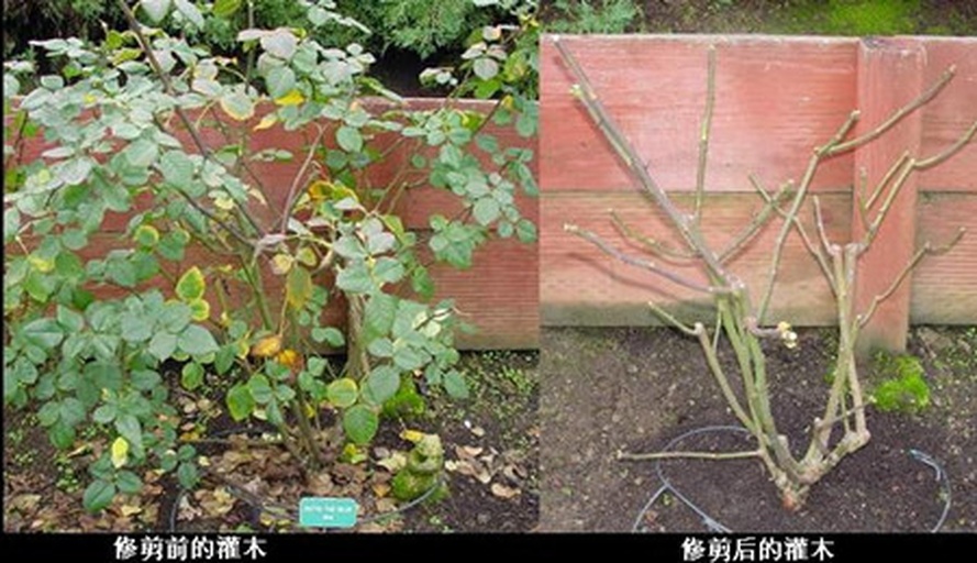左侧为未经修剪的摩洛哥雏菊植株,枝条杂乱,部分花朵已凋谢;右侧为修剪后两周的新枝萌发状态,侧芽密集,株型饱满,展示修剪对促进花期延续的有效性 摩洛哥雏菊修剪前后对比图