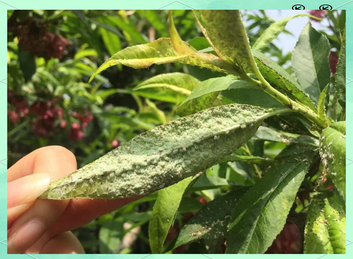 显微镜头下桃瘤蚜群集在桃树嫩叶背面吸食汁液,叶片已出现明显卷曲和畸形,蚜虫体呈黄绿色或淡粉色,密集分布于叶背主脉两侧 桃瘤蚜危害症状特写