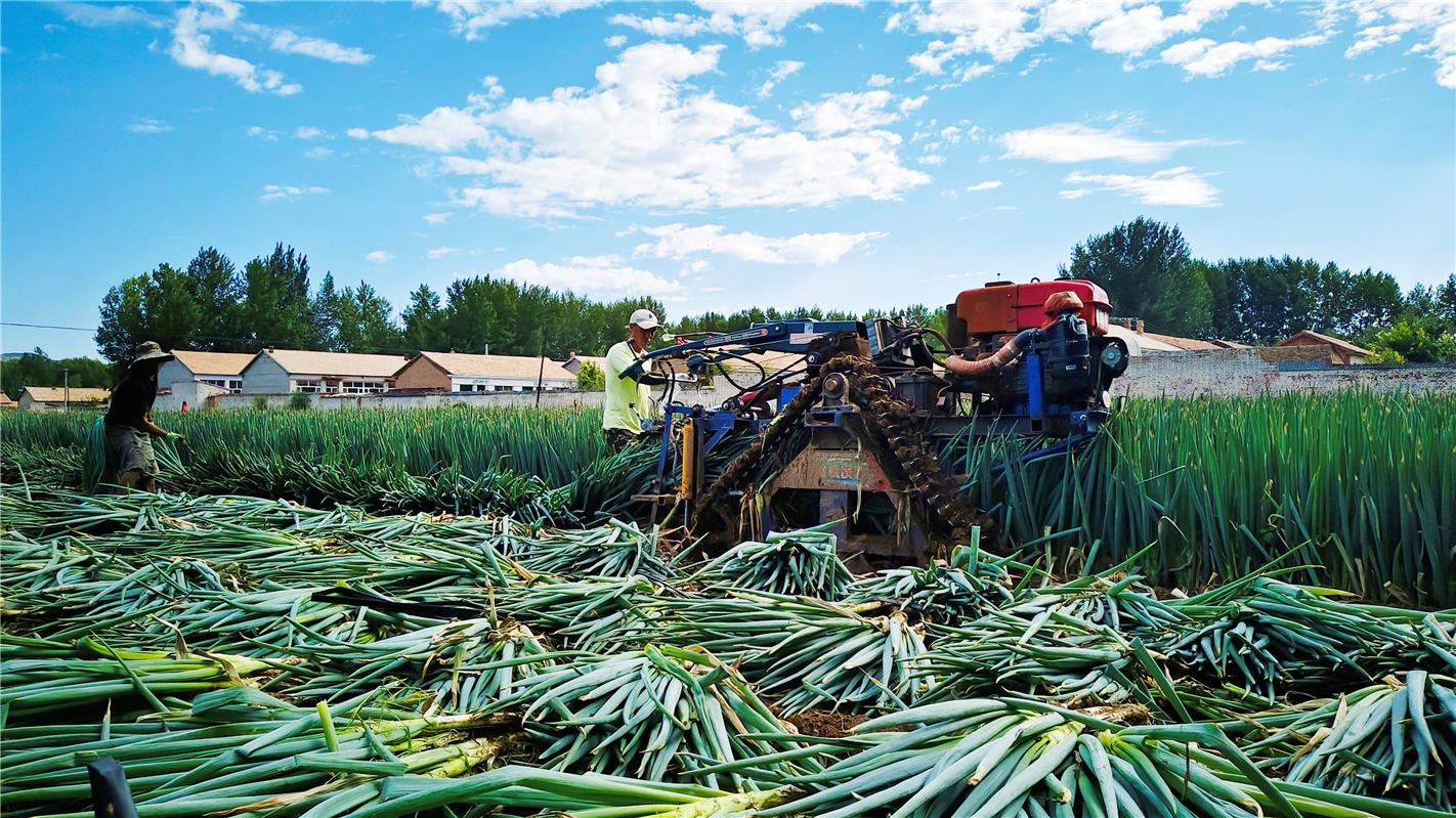 一台大型葱类收获机正在田间作业,机器前端将整行铁杆大葱连根拔起,经过输送带自动去土并整理成捆,地面上留下整齐的收割痕迹,天空晴朗,体现现代农业机械化水平 铁杆大葱的机械化采收过程