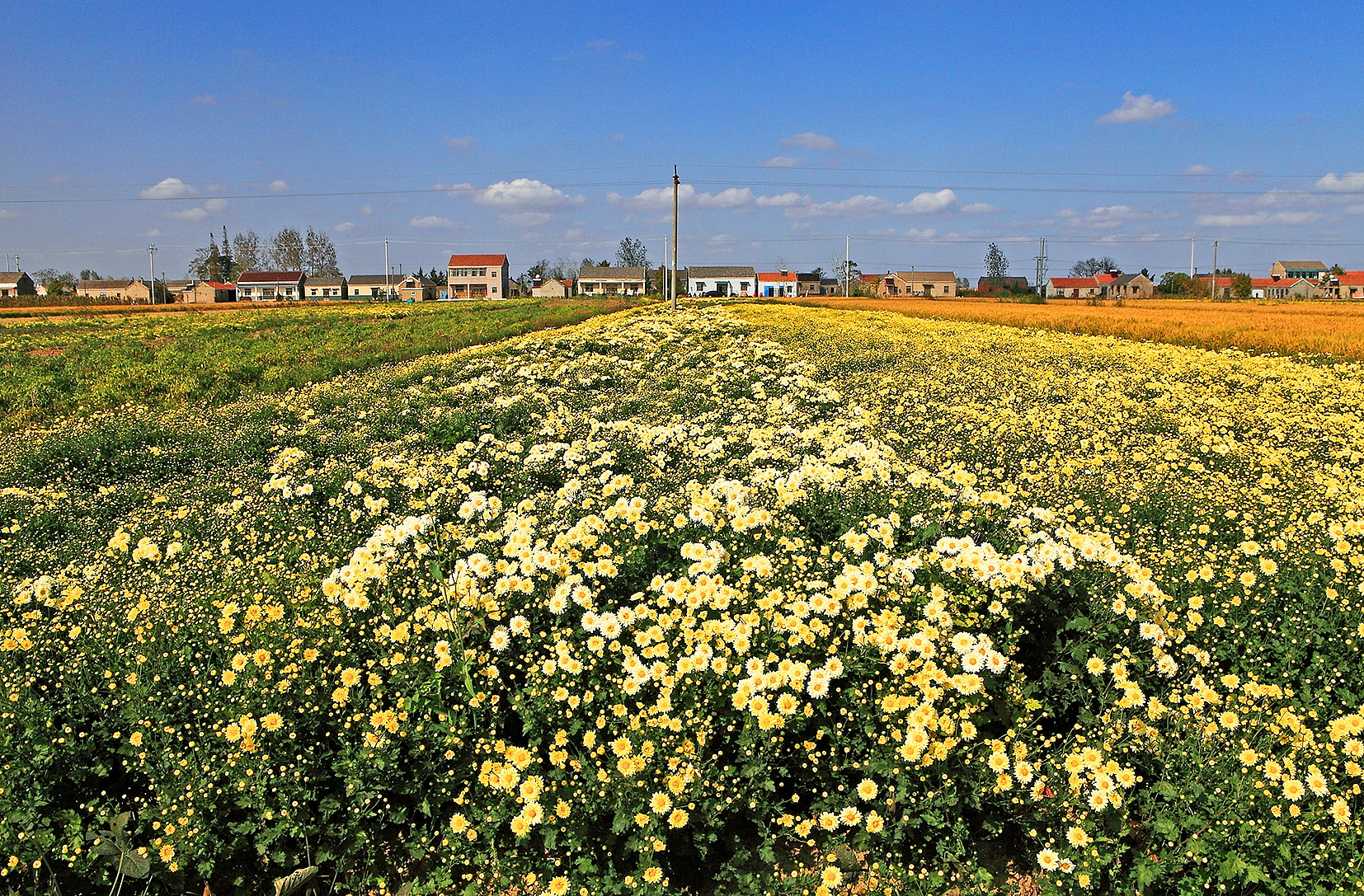 山坡上盛开的野菊花特写