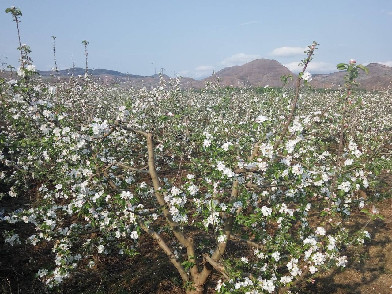国光苹果盛花期果园全景