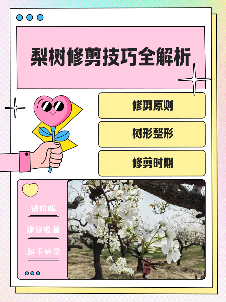 一名技术人员正在对成年雪梨树进行冬季修剪,使用修枝剪去除过密侧枝,保留三个主枝呈120度分布,地面铺有修剪下来的枝条,背景可见其他已完成修剪的梨树 梨树冬季修剪示范图