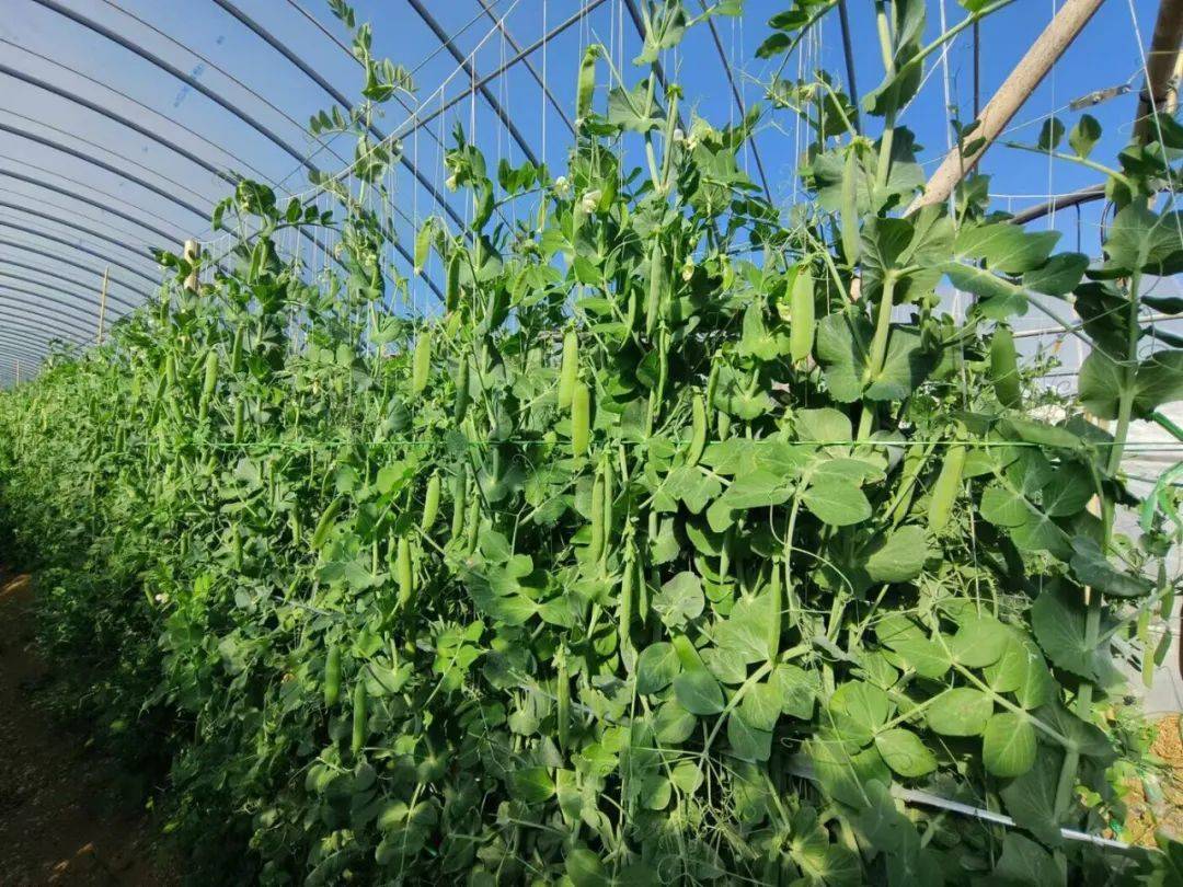 一位年轻新农人在大棚前进行手机直播,身后是成片挂满豆荚的荷兰豆田,屏幕上显示‘新鲜采摘·产地直发’字样,桌上陈列着打包好的快递盒,展现数字农业新业态 荷兰豆电商直播销售场景