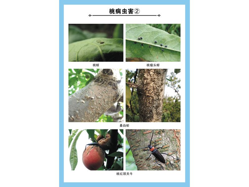桃园综合防控技术示意图
