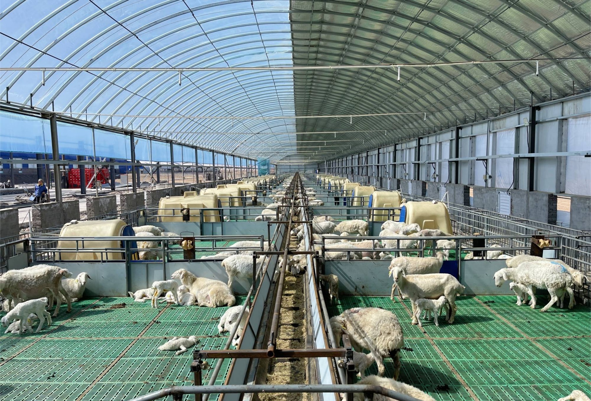 一个现代化封闭式肉羊育肥场内部场景,包括自动喂料线、饮水碗、温湿度监控仪、通风系统,羊群健康活跃,地面干燥清洁,配有粪污收集沟 现代化肉羊育肥场实景图