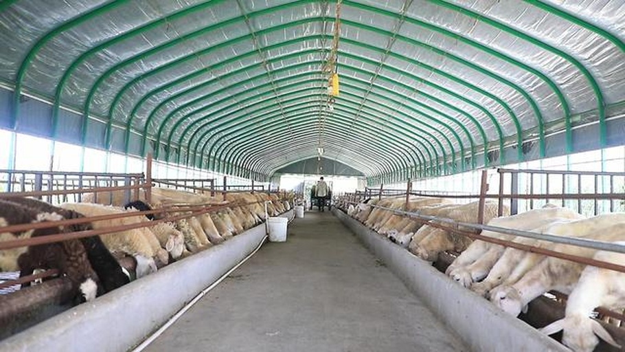 羊舍内自动喂料系统工作场景