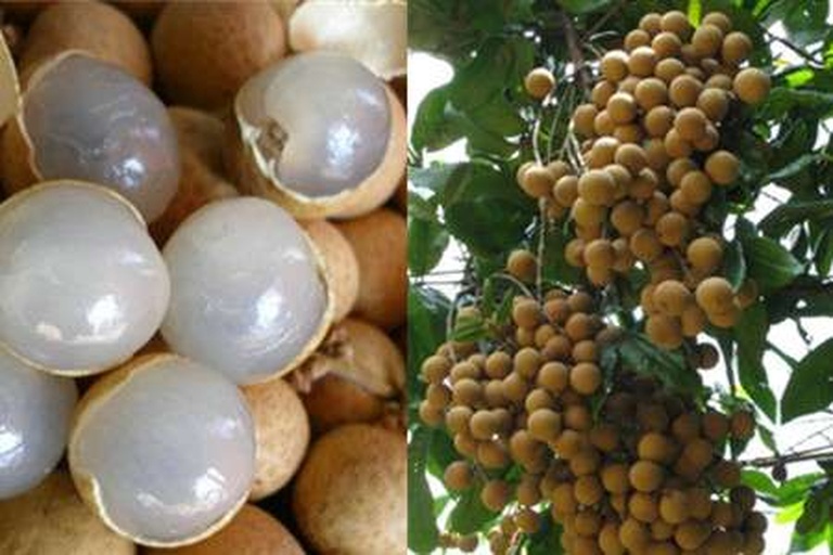 信息图展示龙眼壳的综合利用路径:左侧为新鲜储良龙眼果实,中间为分离出的龙眼壳,右侧分三支流向——‘龙眼壳茶’、‘中药提取物’、‘化妆品添加剂’,配有化学结构式图标和工厂提取设备简图,体现农业废弃物高值化转化过程 龙眼壳综合利用示意图