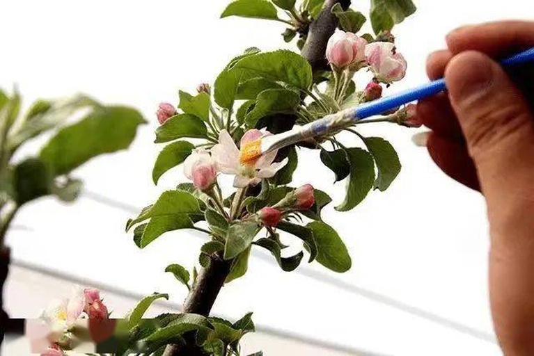 人工授粉操作示意图