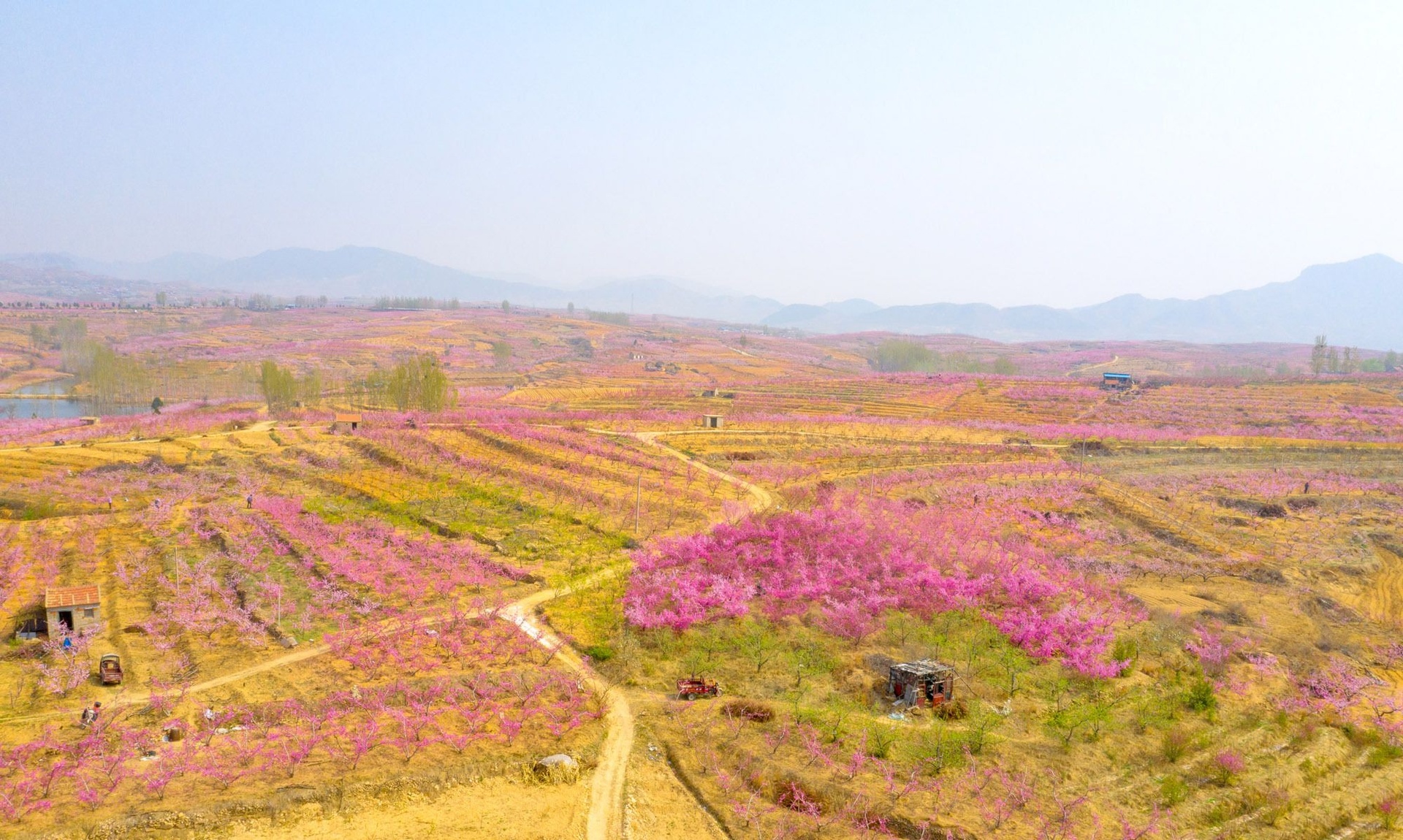 攀枝花山区梯田式冬桃园,清晨薄雾缭绕,身穿民族服饰的彝族妇女正在树间采摘红色饱满的冬桃,篮子里堆满了新鲜果实,阳光透过树叶洒下斑驳光影,远处可见金沙江蜿蜒流过 攀枝花冬桃采摘现场