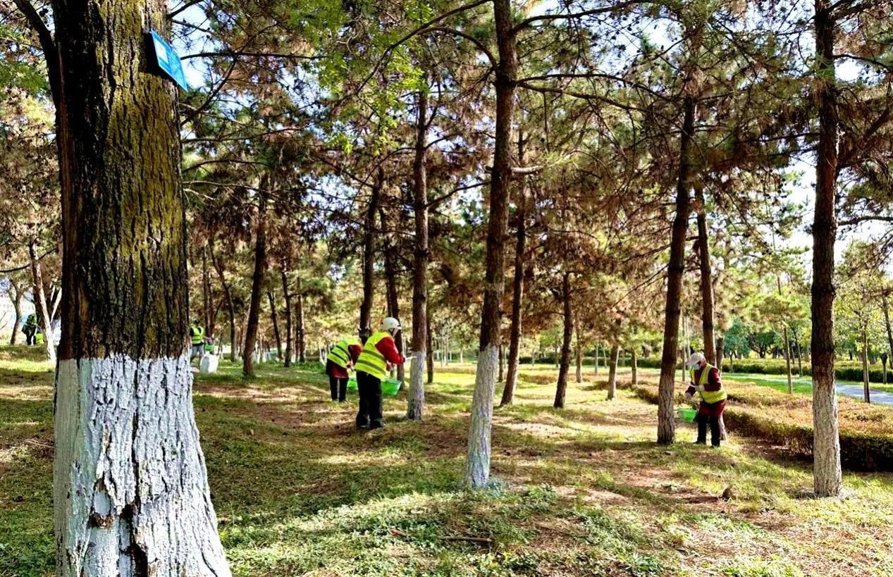 园林工人正在对白皮松主干进行刮皮涂药处理