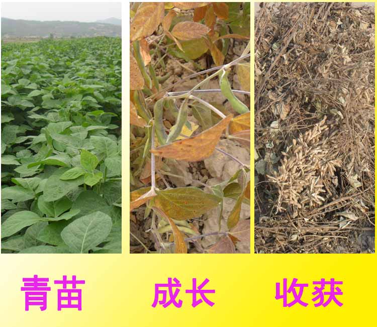 实验室中的大豆抗旱研究场景