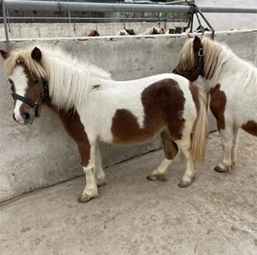 一位小女孩牵着戴蝴蝶结的小矮马走在花园小径上