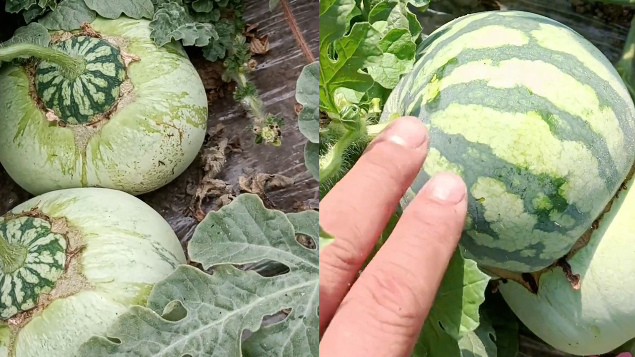 西瓜不同品种对比图