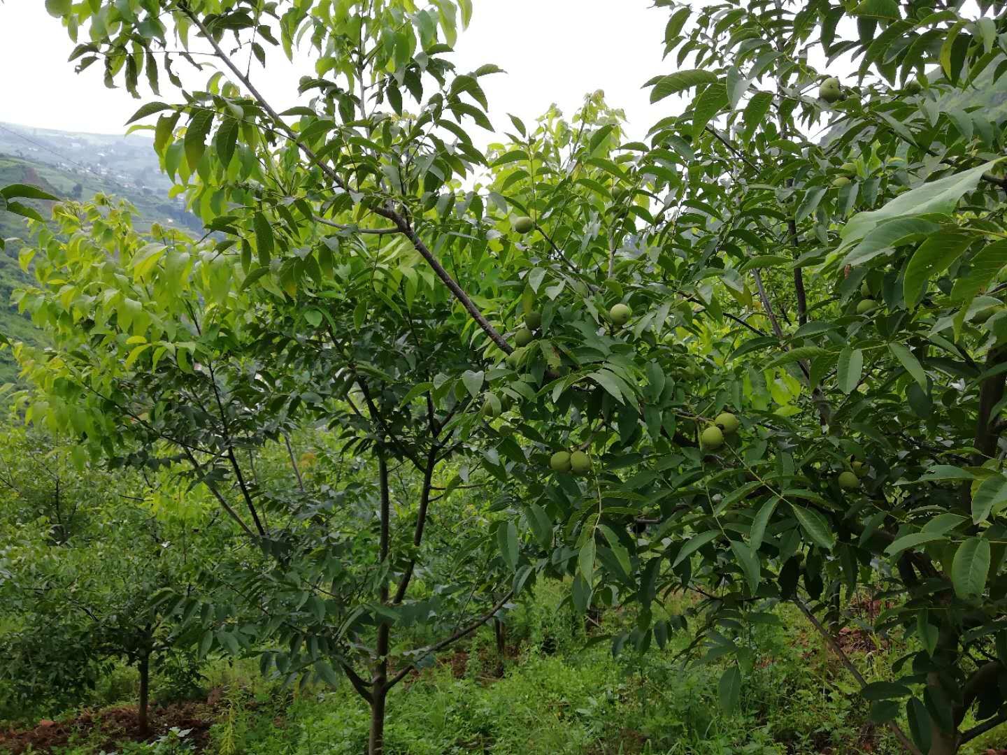 核桃树生长环境全景图