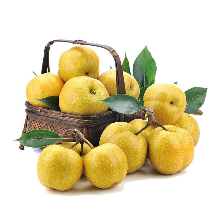 一篮刚从树上采摘下来的新鲜酥梨,果皮呈金黄色,表面光洁无损,部分果实还带着绿叶枝梗,背景为清晨露水未干的果园环境,突出果实的新鲜与自然品质 新鲜采摘的酥梨特写