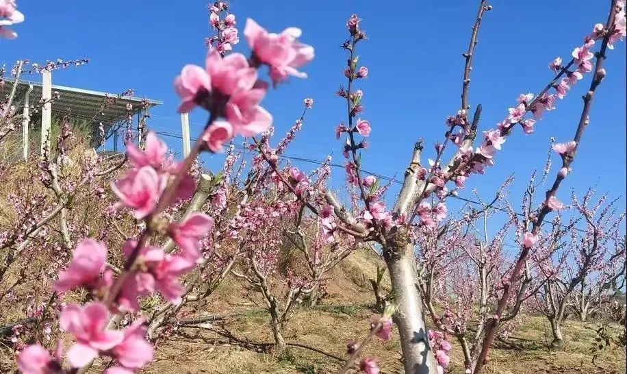 桃花盛开的果园全景