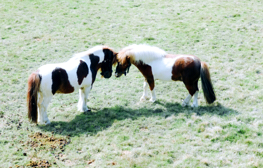 一位小女孩穿着粉色外套，蹲在草地上轻轻抚摸一匹白色矮马的鼻子，两者目光相对，画面温馨