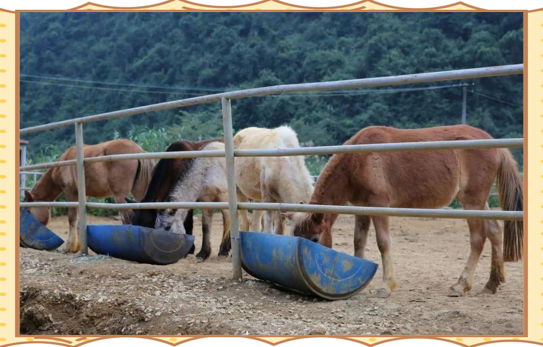 养殖场工作人员正在为设特兰矮马投放定量干草和精料混合日粮