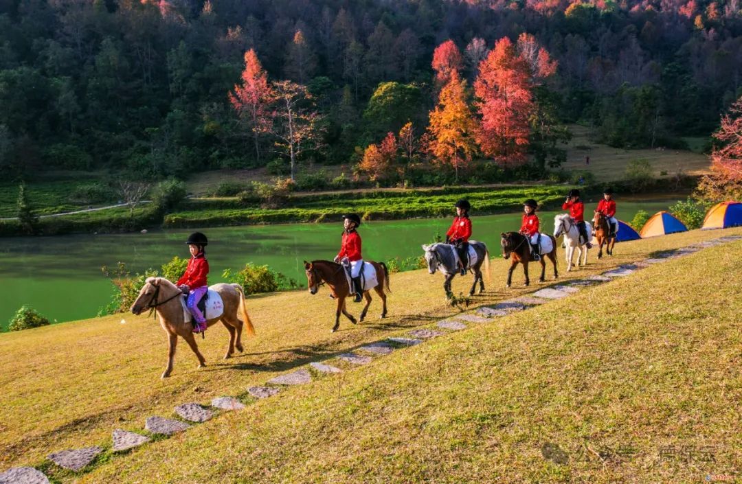 英格兰小矮马与儿童互动场景