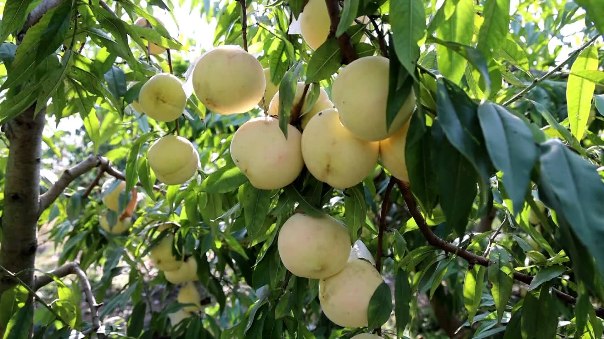一棵生长在丘陵果园中的白花桃树,枝头挂满即将成熟的白花桃,果实表皮带有细密绒毛,部分果实已呈现淡粉色晕染,背景为清晨薄雾笼罩的绿色山林 白花桃树开花结果特写