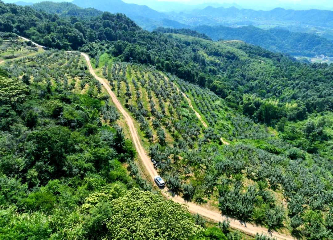 山芹种植基地航拍图