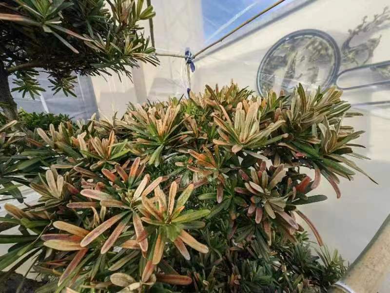 罗汉松叶片枯黄症状特写