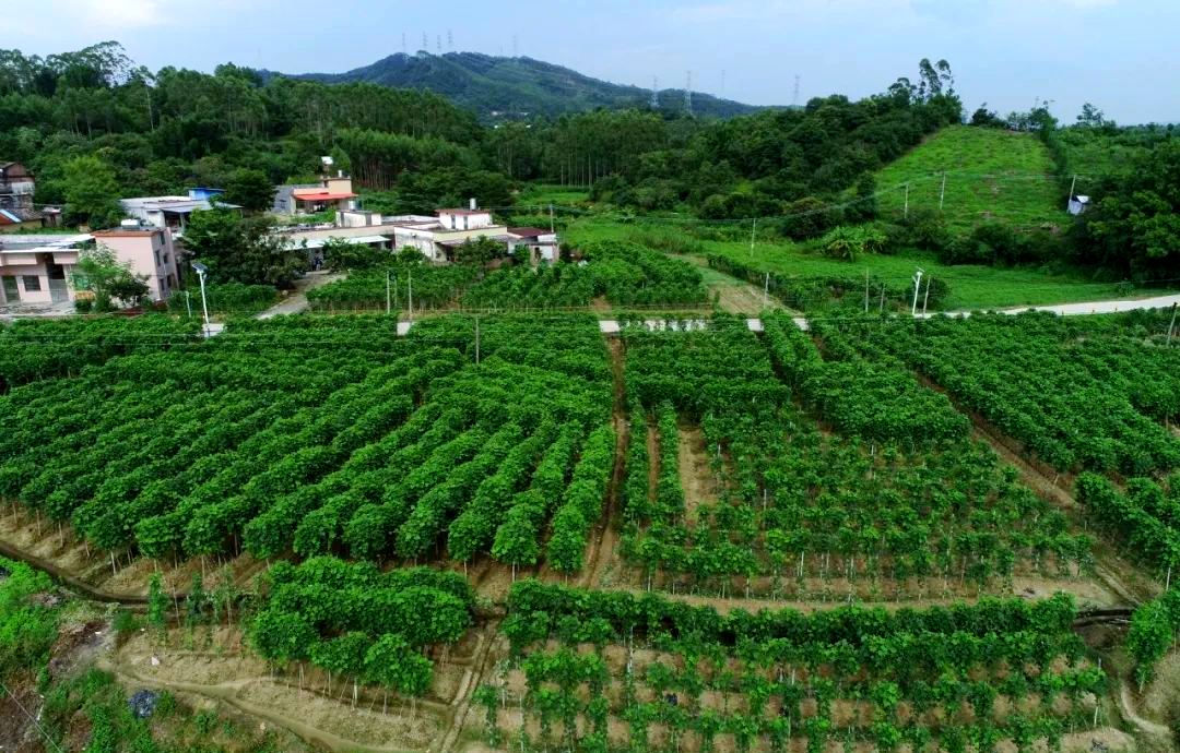 湘西高山果园航拍全景