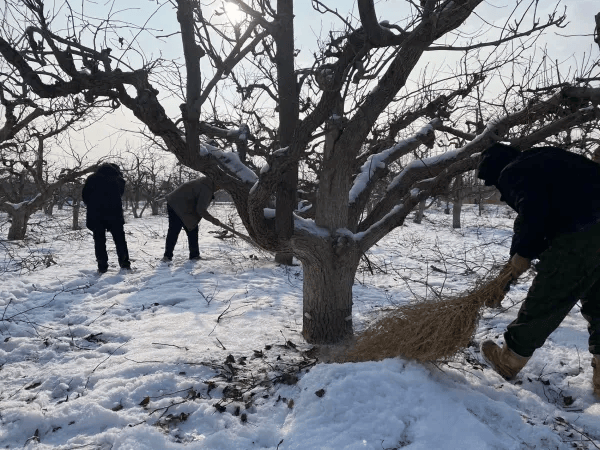 冬桃冬季修剪与涂白作业场景