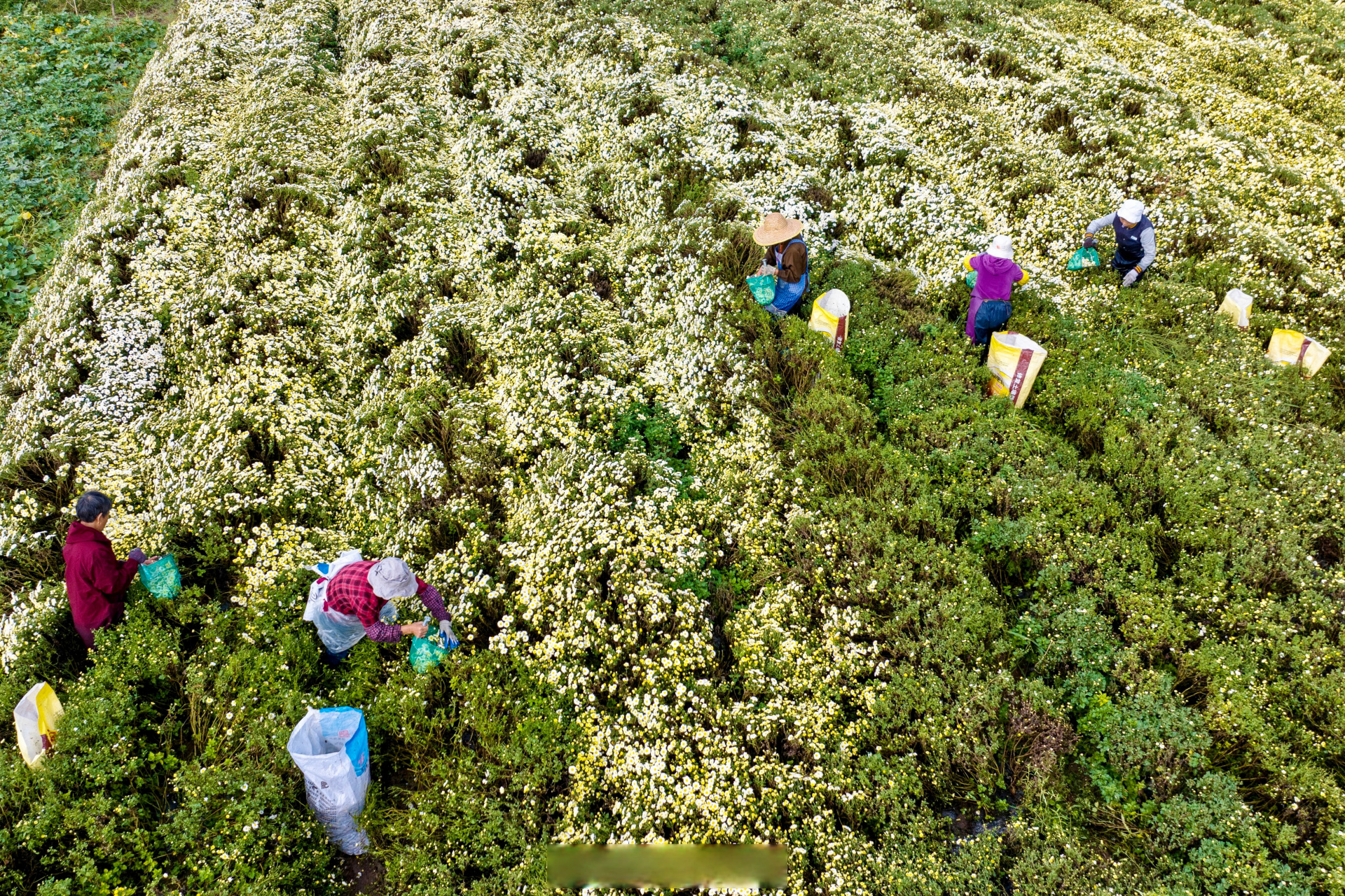 手工晾晒野生杭白菊场景