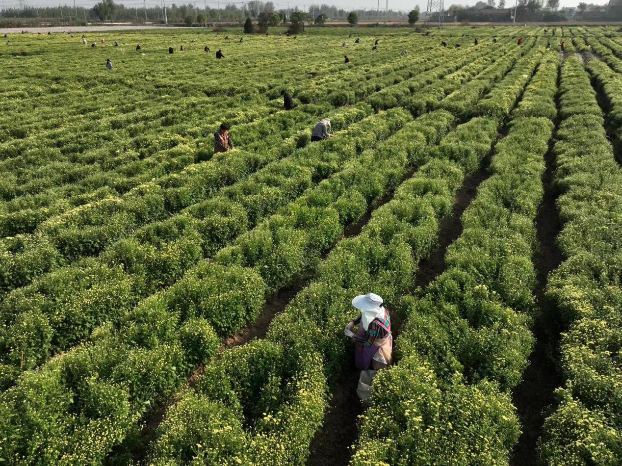 野菊花夏季田间管理场景