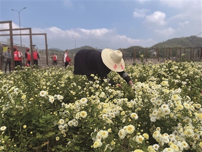 工人正在竹席上手工分拣刚采摘的野菊花,去除杂质叶片和破损花朵,背景为农村院落,阳光柔和,体现自然晾晒环境 野菊花分拣与初步处理现场