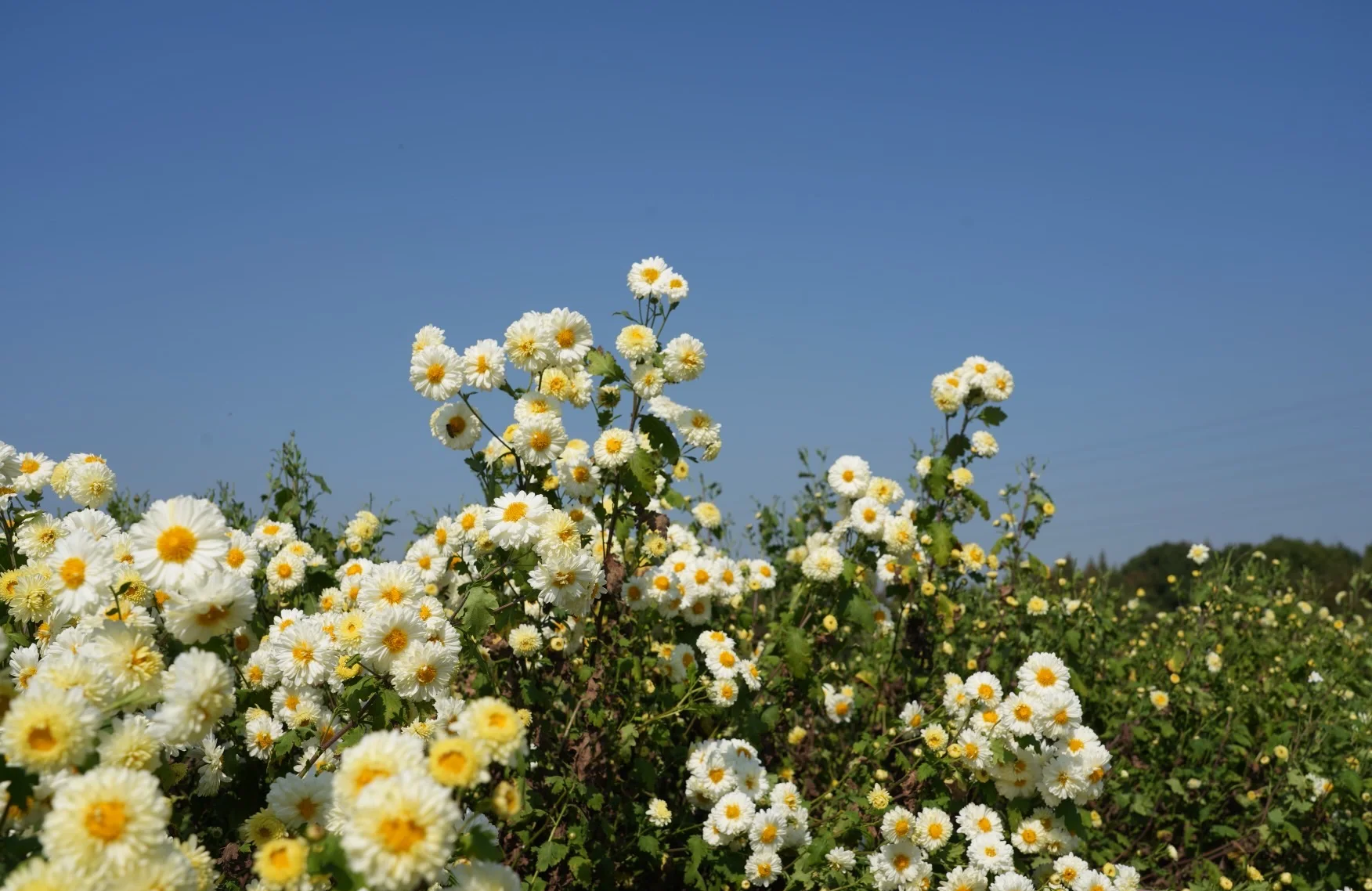 一片开阔的田野中,成片的野菊花正在盛开,花朵呈金黄色,植株整齐排列,背景为蓝天白云,展现出秋季自然生态的美丽景象 野菊花盛开的田野景观