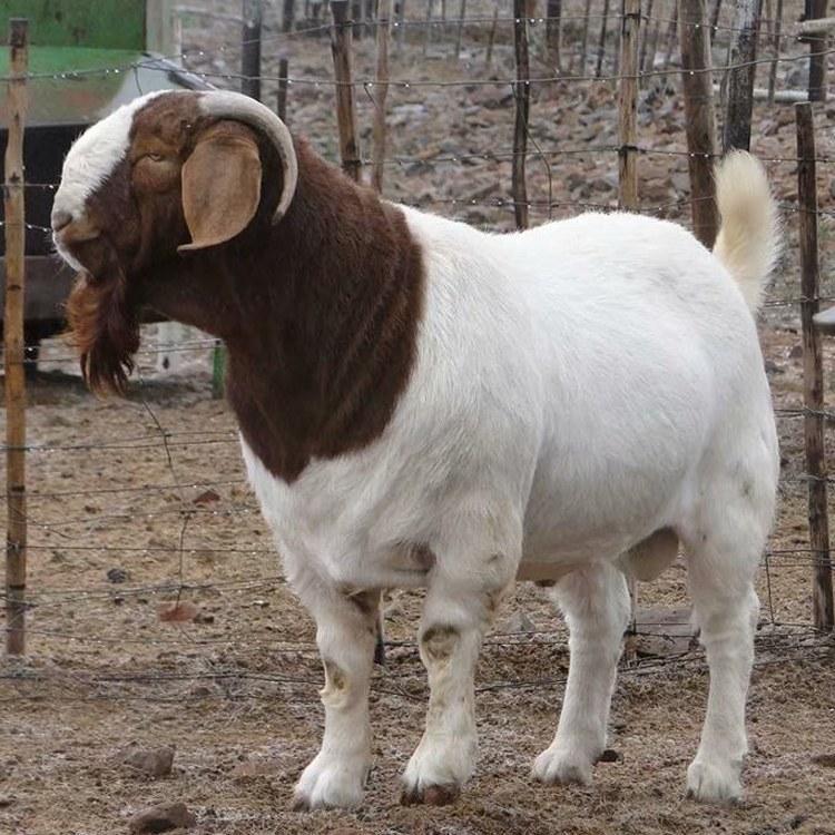 纯种波尔山羊成年公羊正面特写