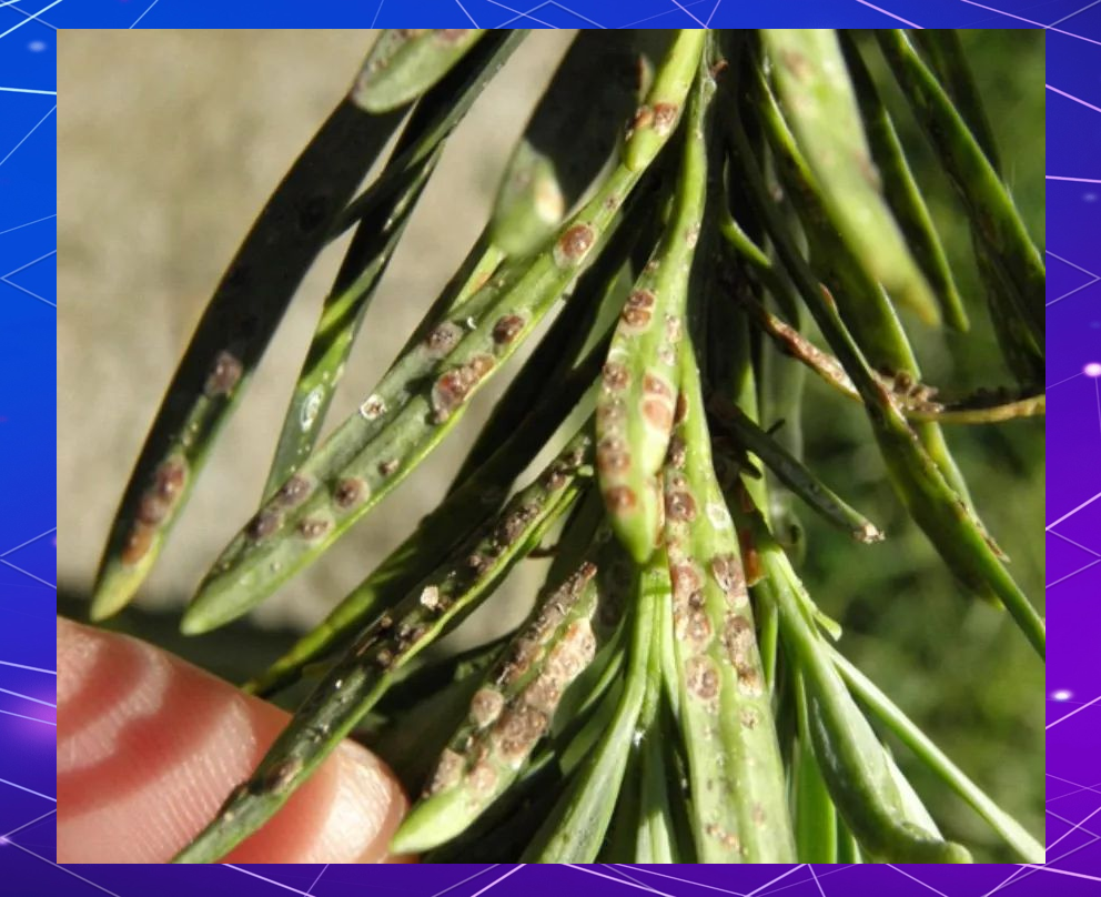 油松枯梢病典型症状示意图