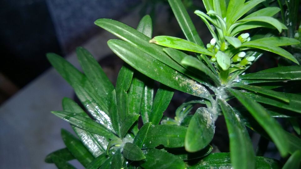 左侧为健康的四季桂叶片,绿色饱满;右侧为受红蜘蛛侵害的叶片,表面布满细密白点,叶背可见蛛丝和微小红色虫体,叶片已开始泛黄卷曲 四季桂植株红蜘蛛危害对比图