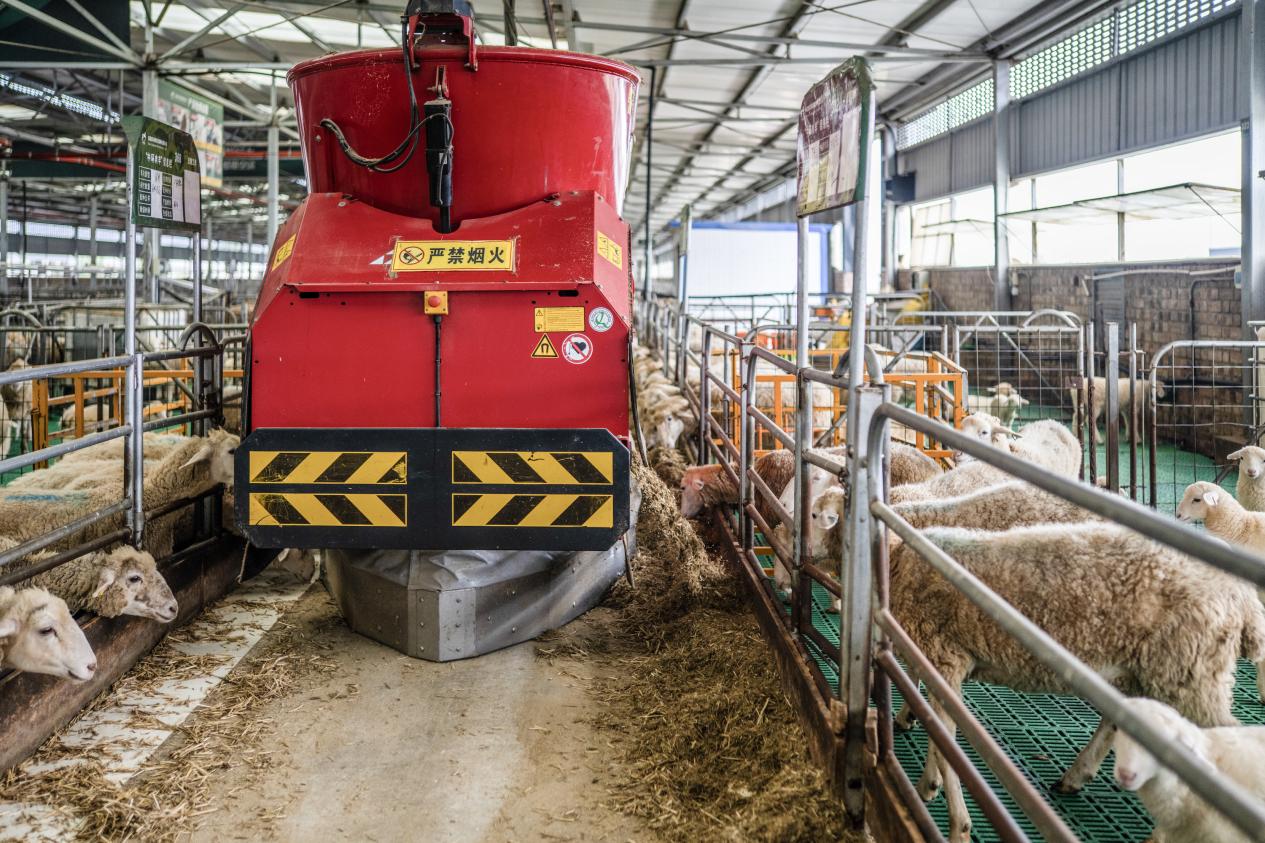 图片展示一座现代化智能羊场内部景象,左侧为自动喂料系统和带耳标的羊群,右侧连接透明玻璃后的屠宰加工区,工人正在处理‘白条羊’,墙上显示屏显示温度、溯源码和当日出货量数据 智能化羊场与白条羊加工车间