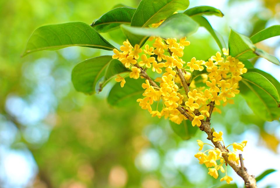 四季桂开花枝条近景