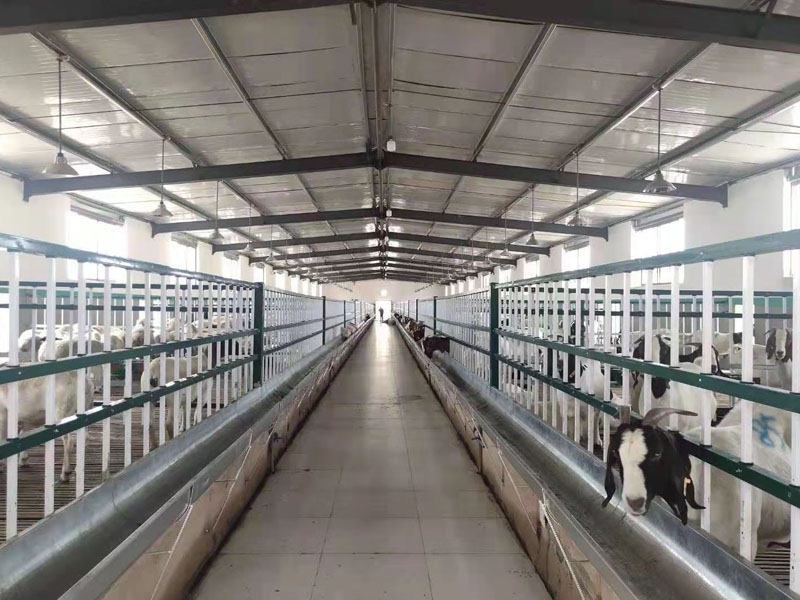 现代化羊舍内,工人使用自动饲槽投放颗粒饲料,羊群有序采食;背景可见温湿度监控仪和自动饮水器,体现标准化养殖环境 波尔山羊育肥期饲喂场景