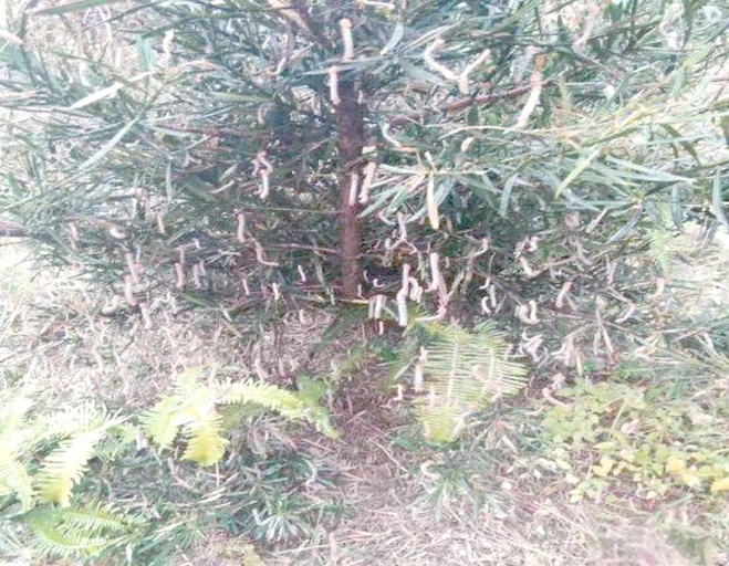 海带表面附着纤毛虫显微图像
