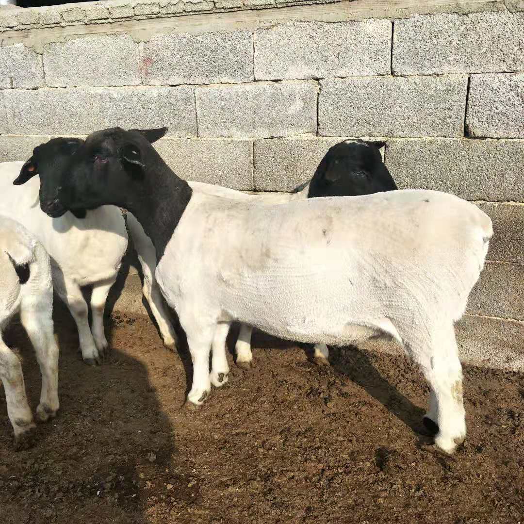 杜泊羊与萨福克羊对比图