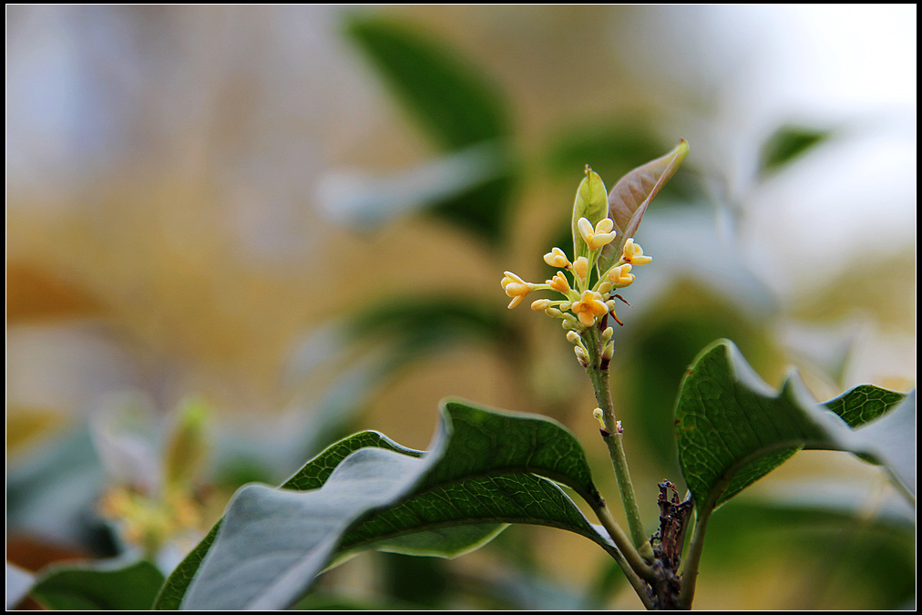 四季桂开花细节近景