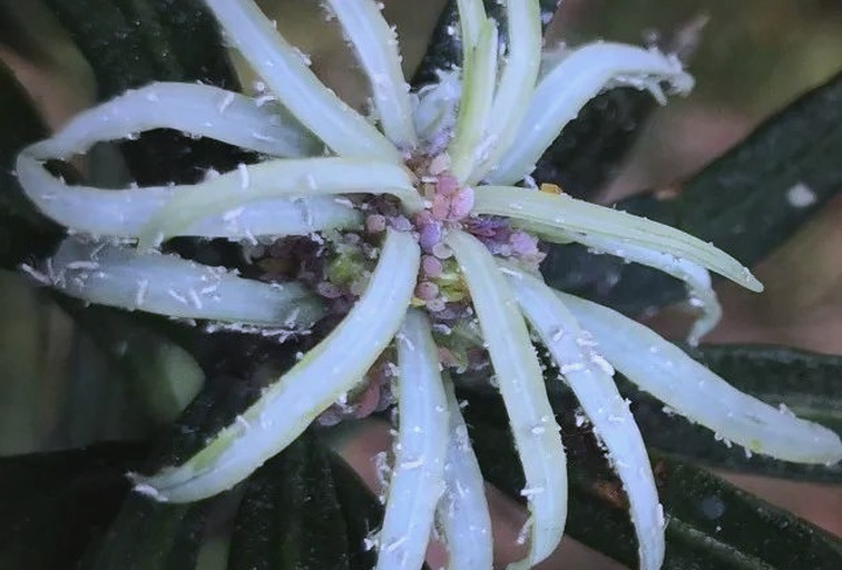 罗汉松叶片背面有白色棉絮状虫体特写
