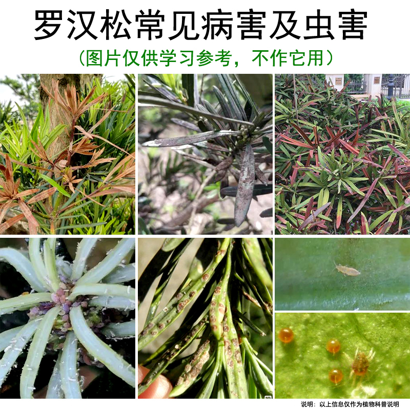 罗汉松叶片发黄特写